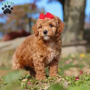 Sweet Potato, Miniature Poodle Puppy